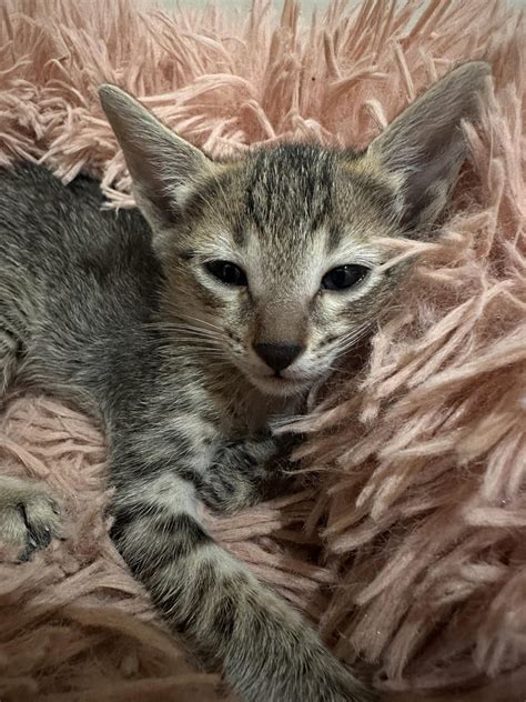 cat for sale cebu|Adopt A Cat (Main Page) .